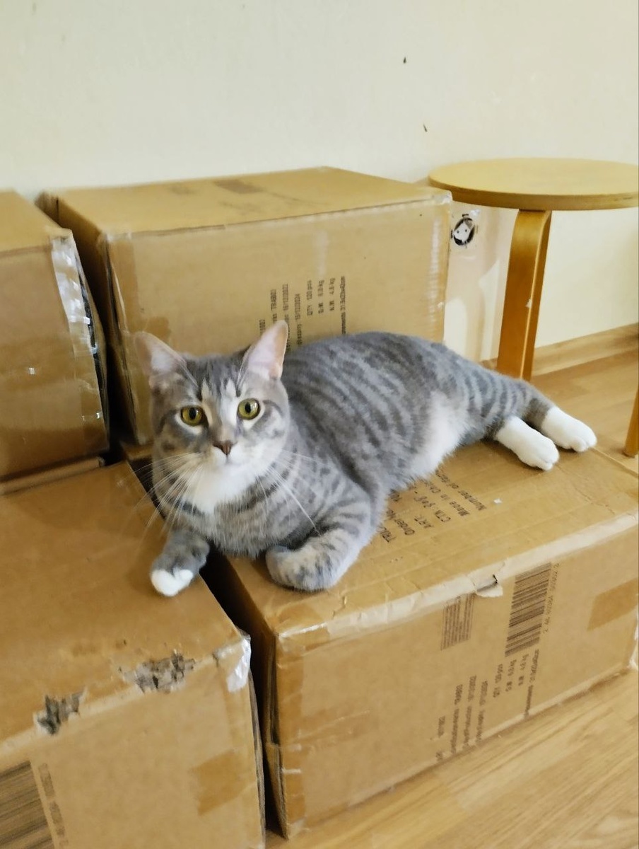 Тим ищет хозяев себе и братику