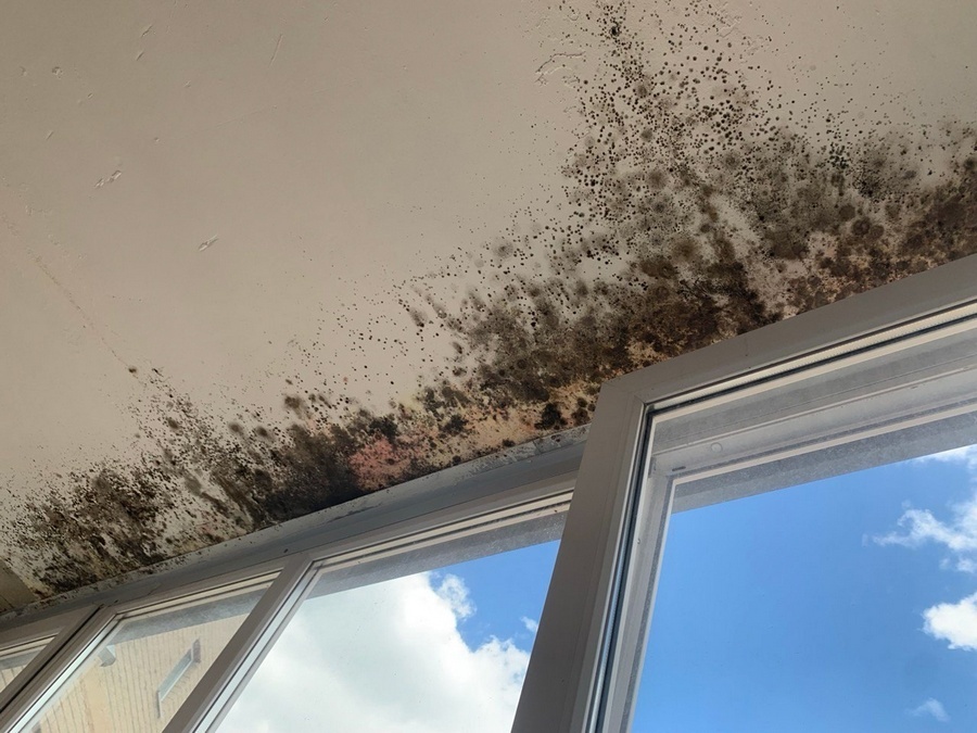    Черная плесень в квартирах нового дома