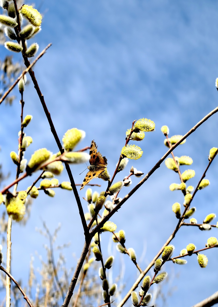 Ива двухцветная