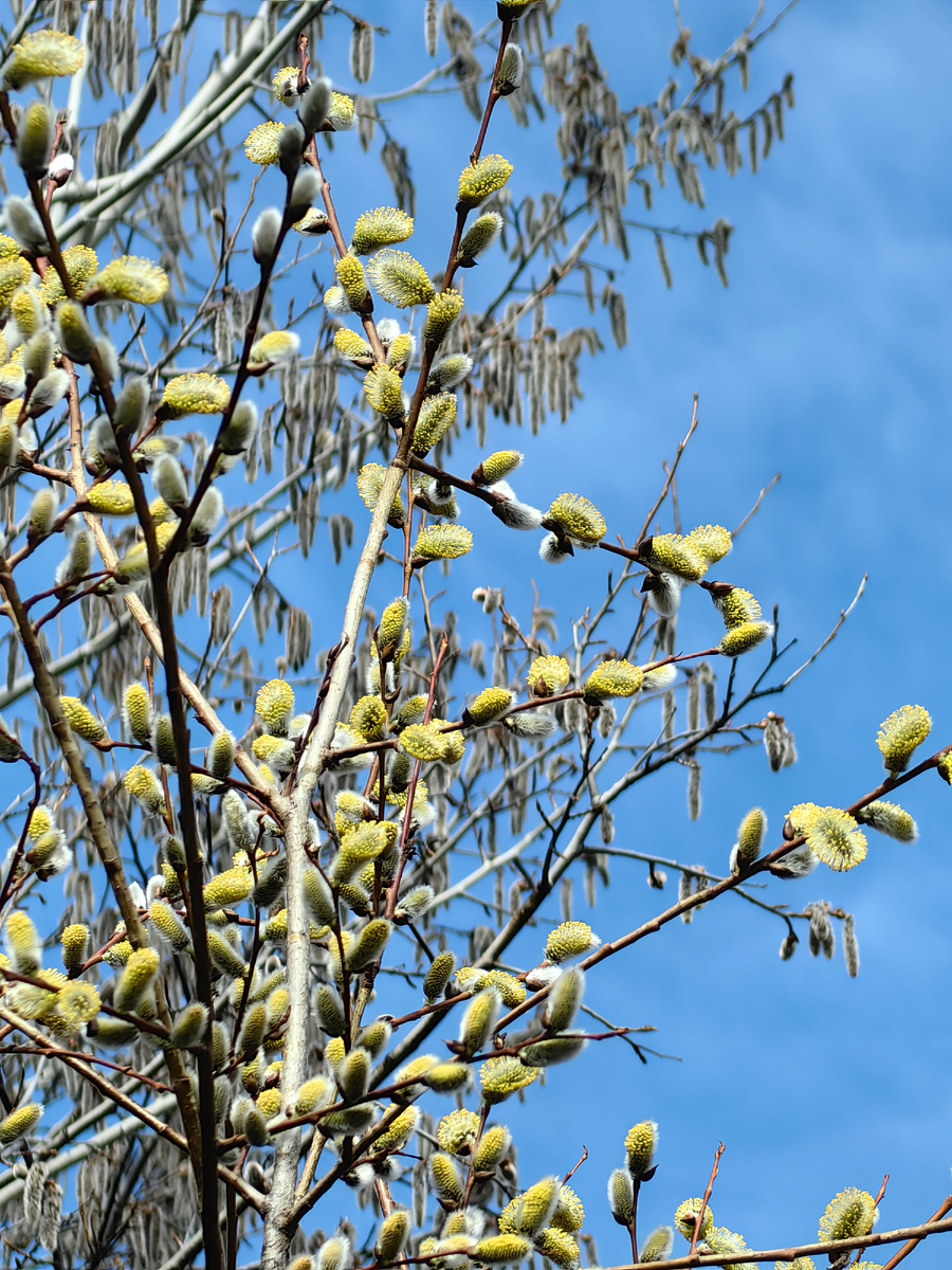 Ива на фоне осины. Цветут! 