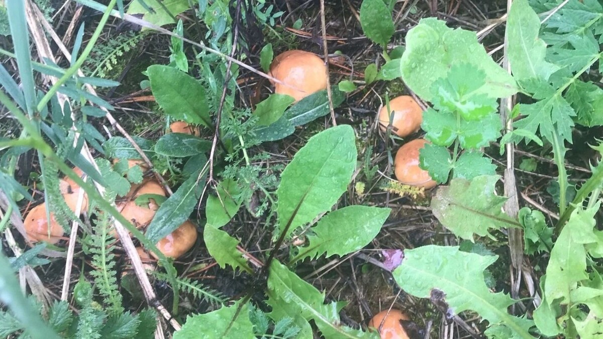     Источник: Грибники Тюмени и Тюменской области