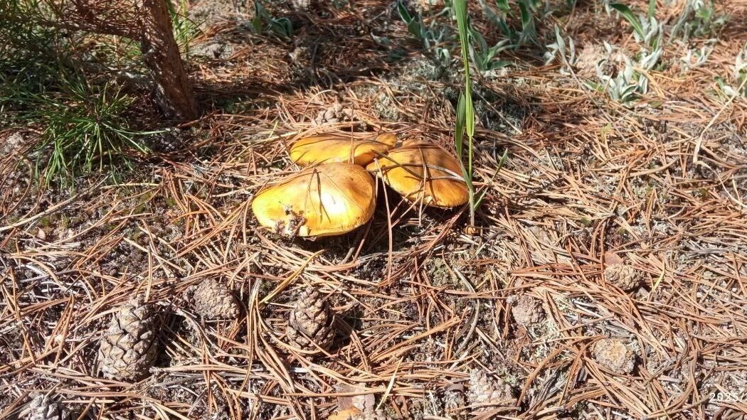     Источник: Грибники Тюмени и Тюменской области