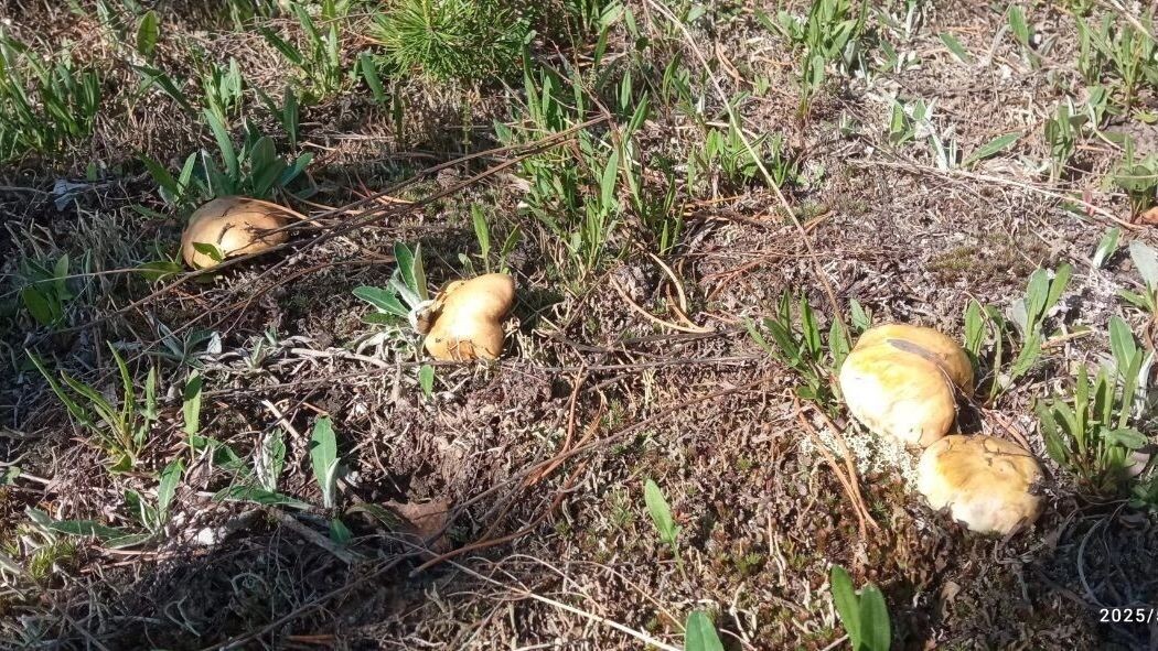     Источник: Грибники Тюмени и Тюменской области