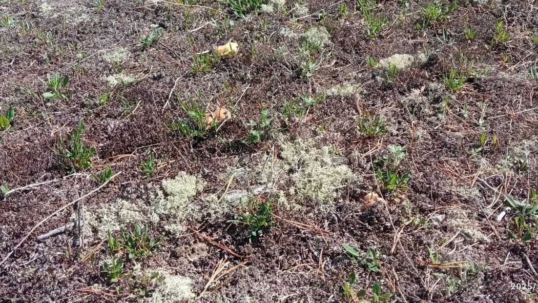     Источник: Грибники Тюмени и Тюменской области