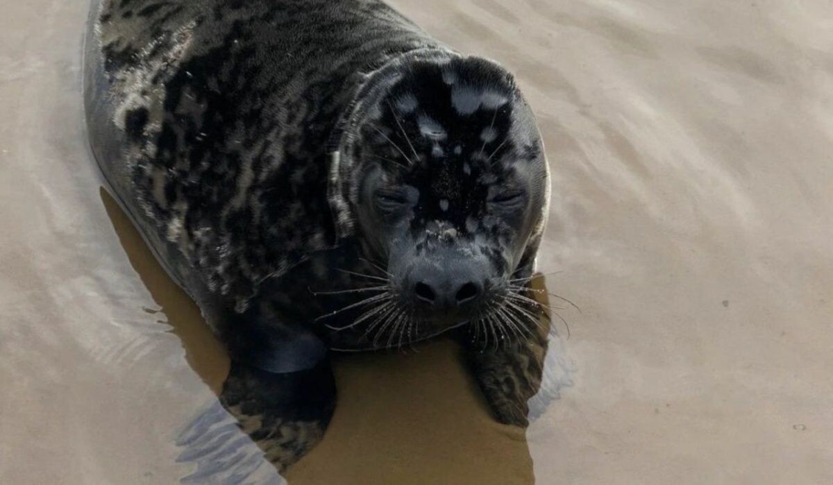     Источник: gov.spb.ru Автор фото: Пресс-служба Администрации Санкт‑Петербурга