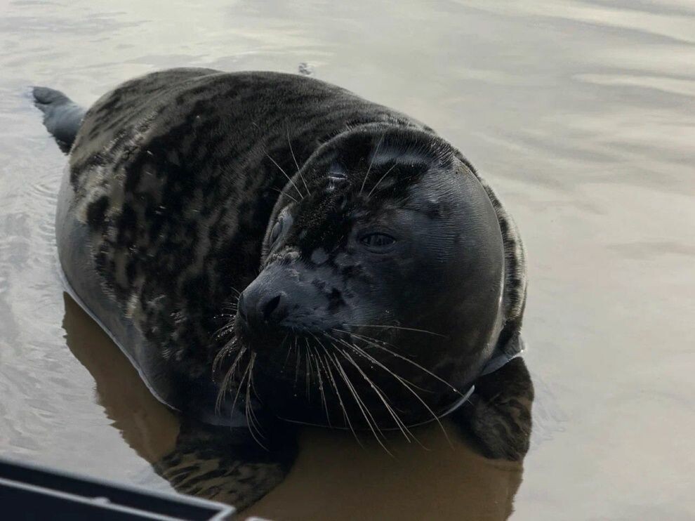    Фонд друзей балтийской нерпы выпустил пять серых тюленей в Финский залив