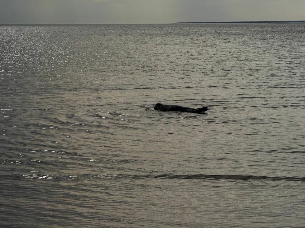    Фонд друзей балтийской нерпы выпустил пять серых тюленей в Финский залив