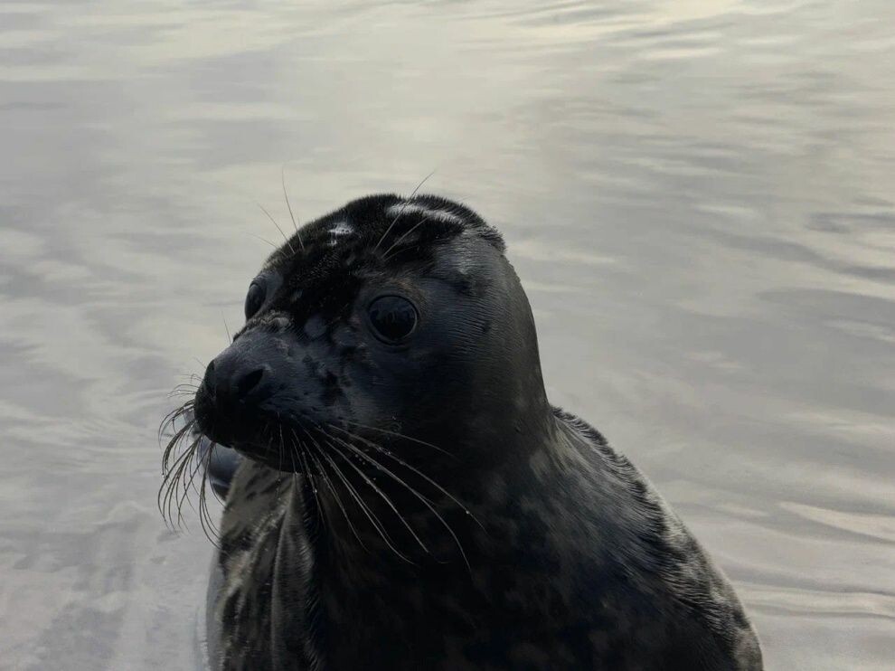    Фонд друзей балтийской нерпы выпустил пять серых тюленей в Финский залив