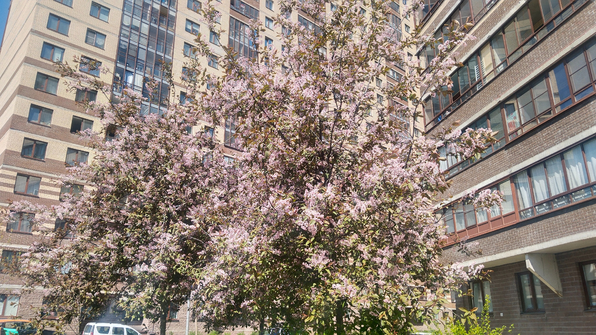 Первая сирень в этом году 