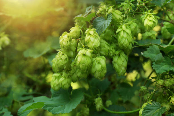 Хмель Чувашия.Яндекс картинки.