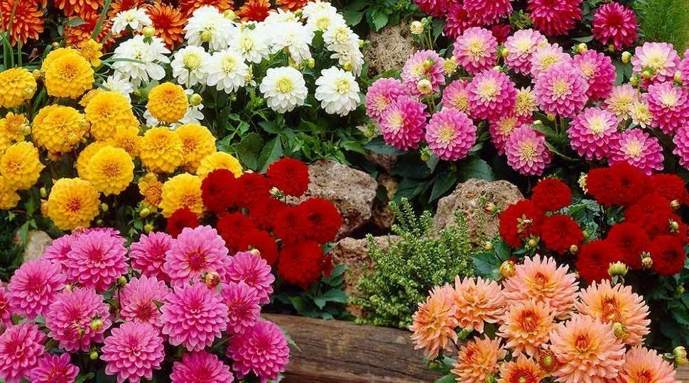 Почему георгины — одни из самых популярных цветов на наших клумбах?