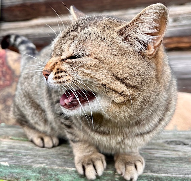 Психиатрическая экспертиза для живодеров - новый законопроект. Полезный ли он? Фото из личного архива автора