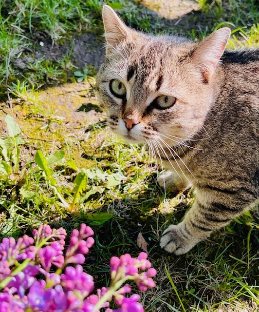 Защита животных от живодеров - новые поправки в УПК РФ. Фото из личного архива