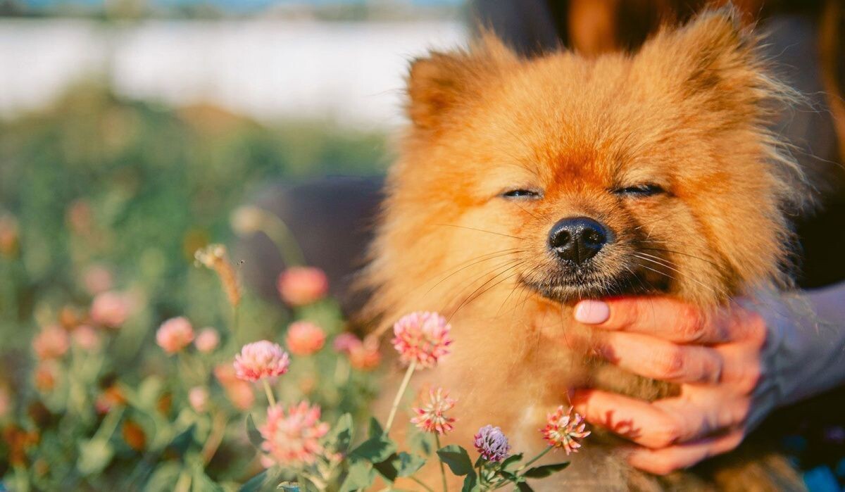     Собака. Источник: mos.ru Автор фото: Пресс-служба Мэра и Правительства Москвы