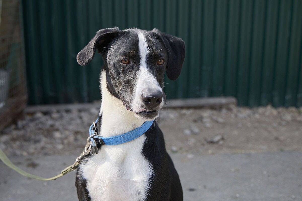    Фестиваль «Лапки» в Москве познакомит с животными из приютов