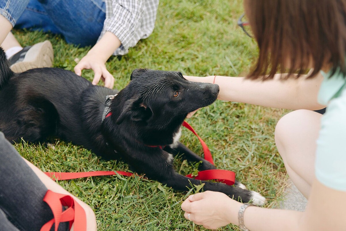    Фестиваль «Лапки» в Москве познакомит с животными из приютов