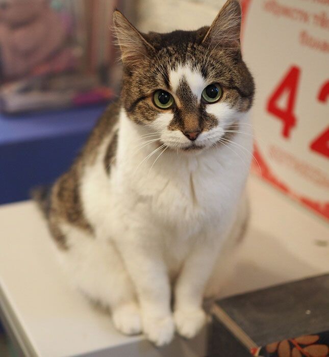    Фестиваль «Лапки» в Москве познакомит с животными из приютов