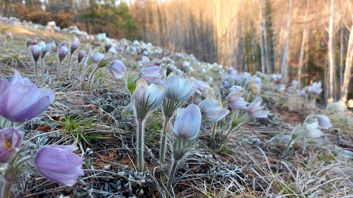 Якутские подснежники. Источник: ulus.media