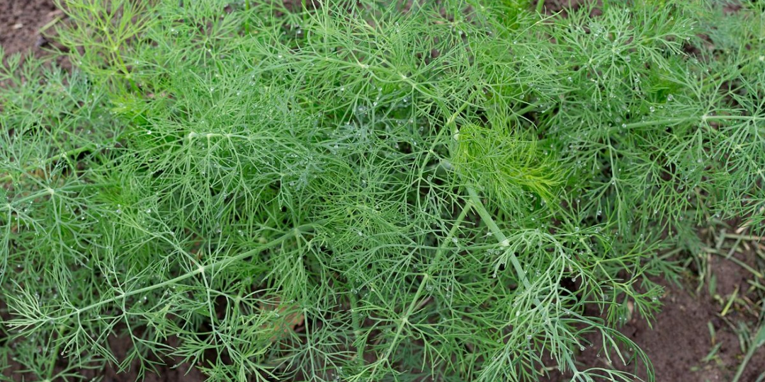 Почему отмирает укроп или растет слабо