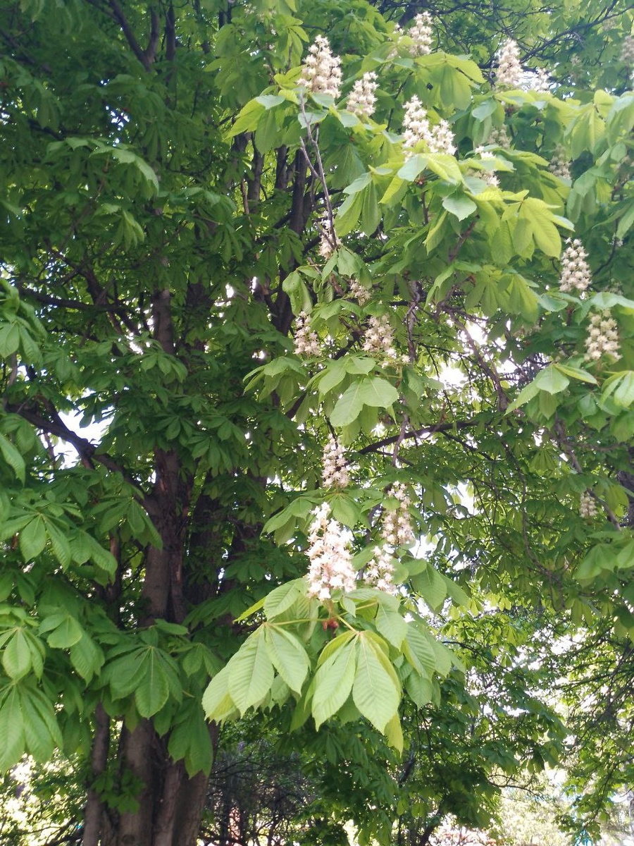 Цветущих каштанов в городе не очень много, поэтому они притягивают взгляд 