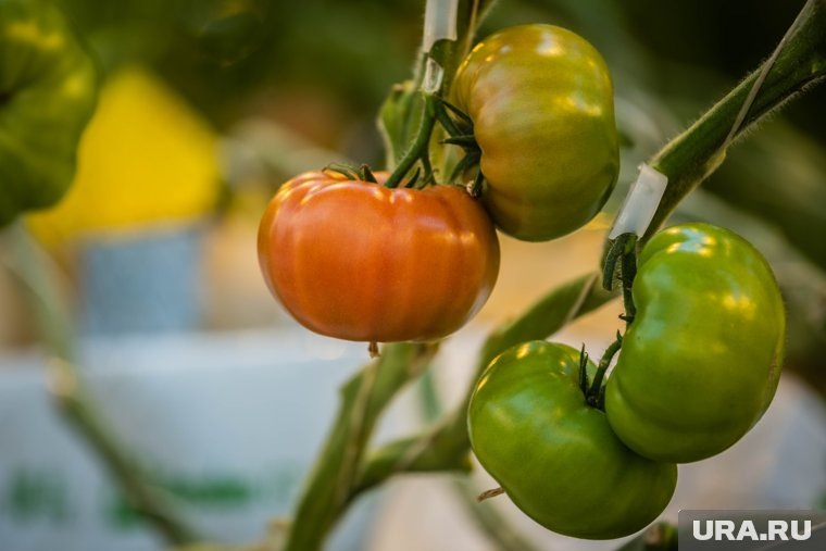    В мае рассаду помидоров высаживают в открытый грунт и теплицы