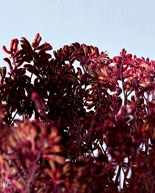 Работы Шеннон Клегг, фрагмент