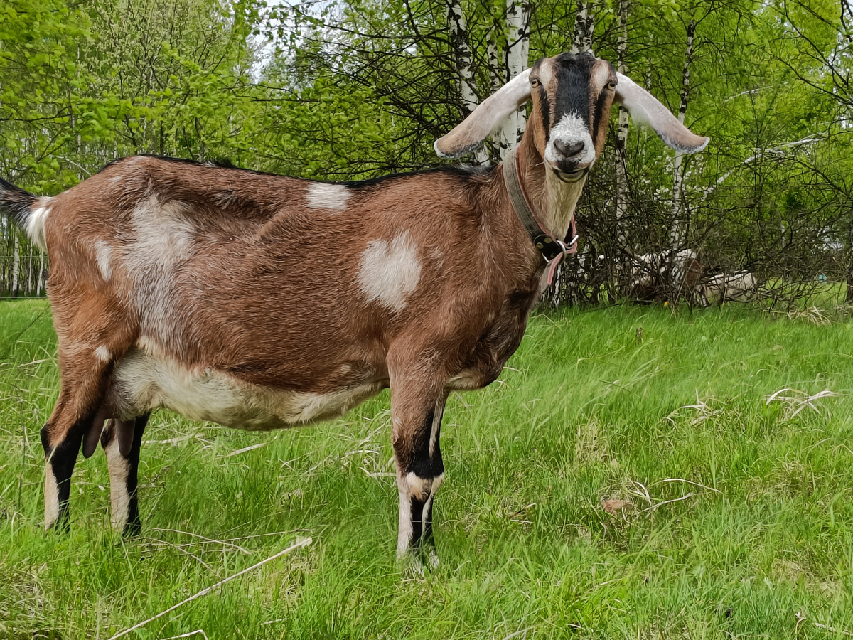 Уши накрахмалила, прислушивается