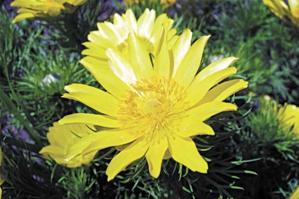    Садовод Щербакова объяснила тюменцам, как избавиться от хлороза