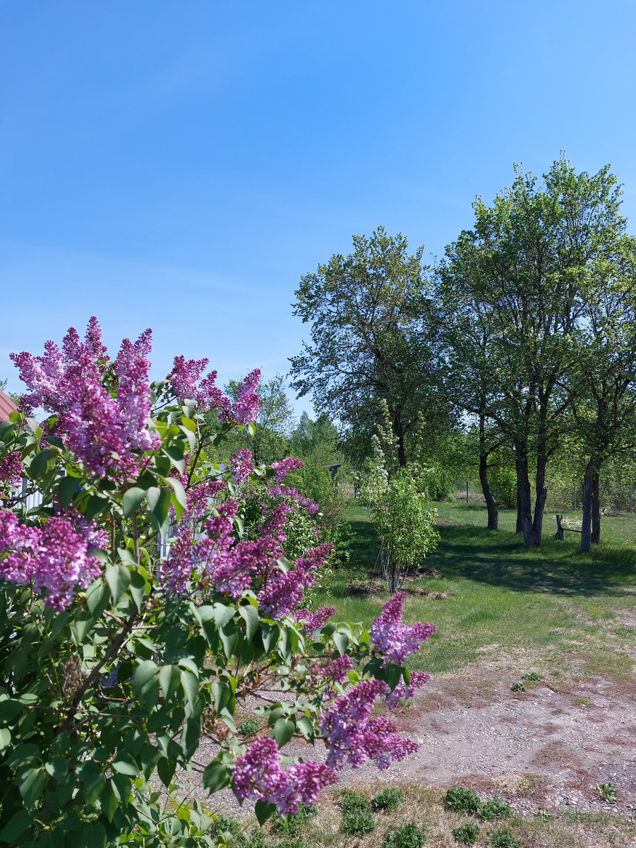  Один из наших кустов сразу на въезде на участок.