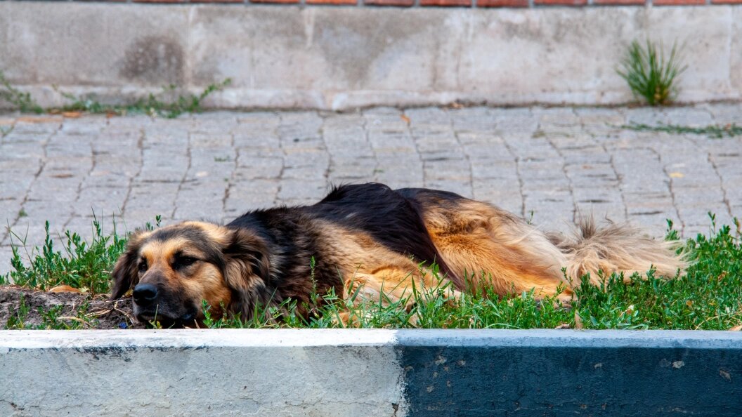    Светлана Возмилова/Global Look Press