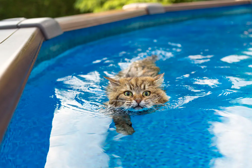     «Первобытный страх»: вот почему коты ненавидят воду