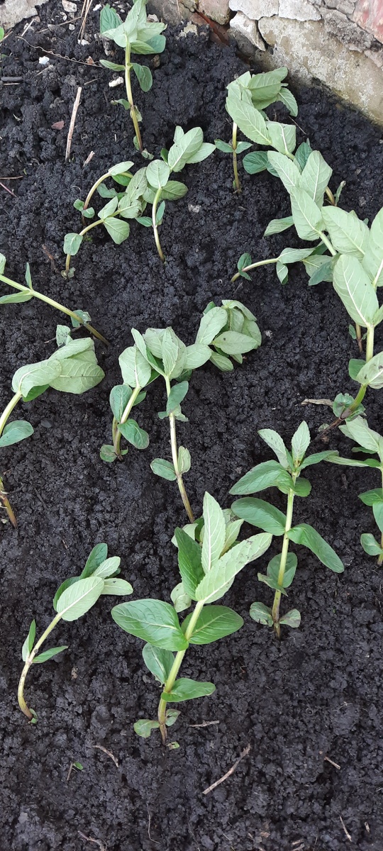 Папа мяту посадил 