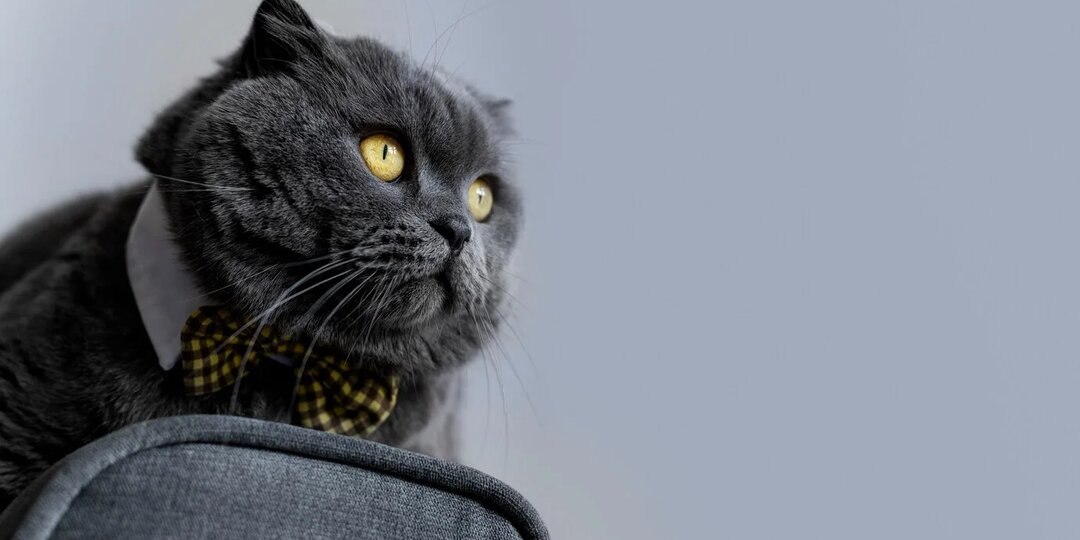 Калицивироз у кошек