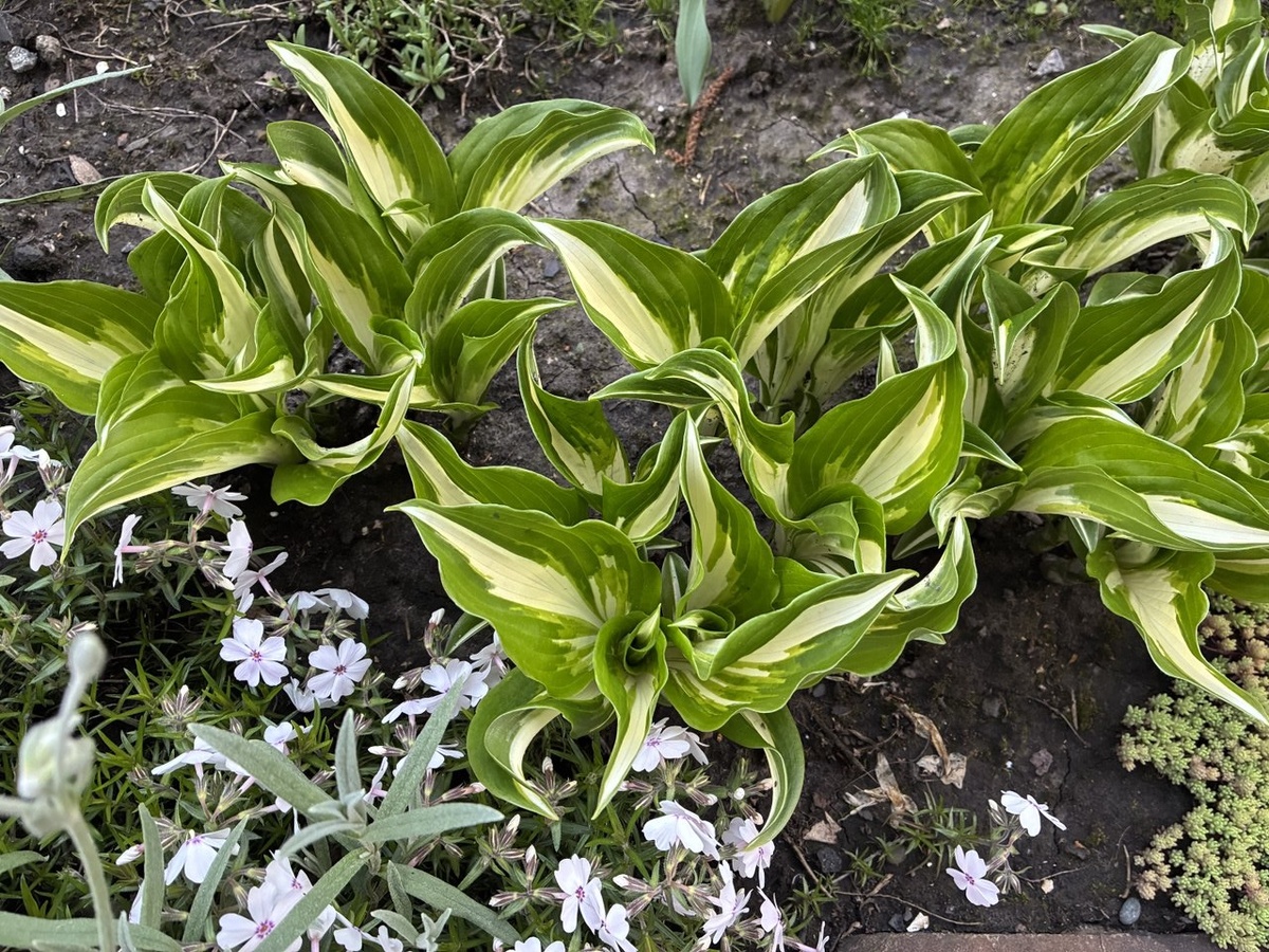 Хосты Медиовариегата очень нежные, но тут целы и невредимы. 16.05.2025