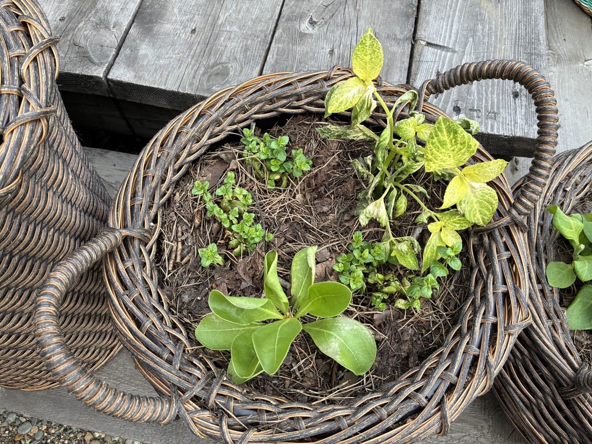 В кашпо под открытым небом