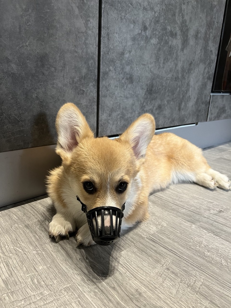 Простите, а какое СТОП-слово?