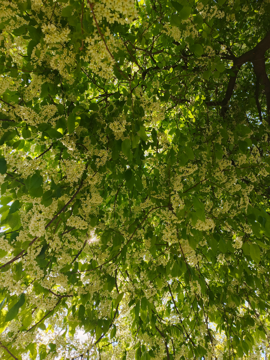 Фото автора. Черёмуха.                                              Цветёт уссурийская груша. Это рядом с моим домом. Шикарная веточка , не так ли)))