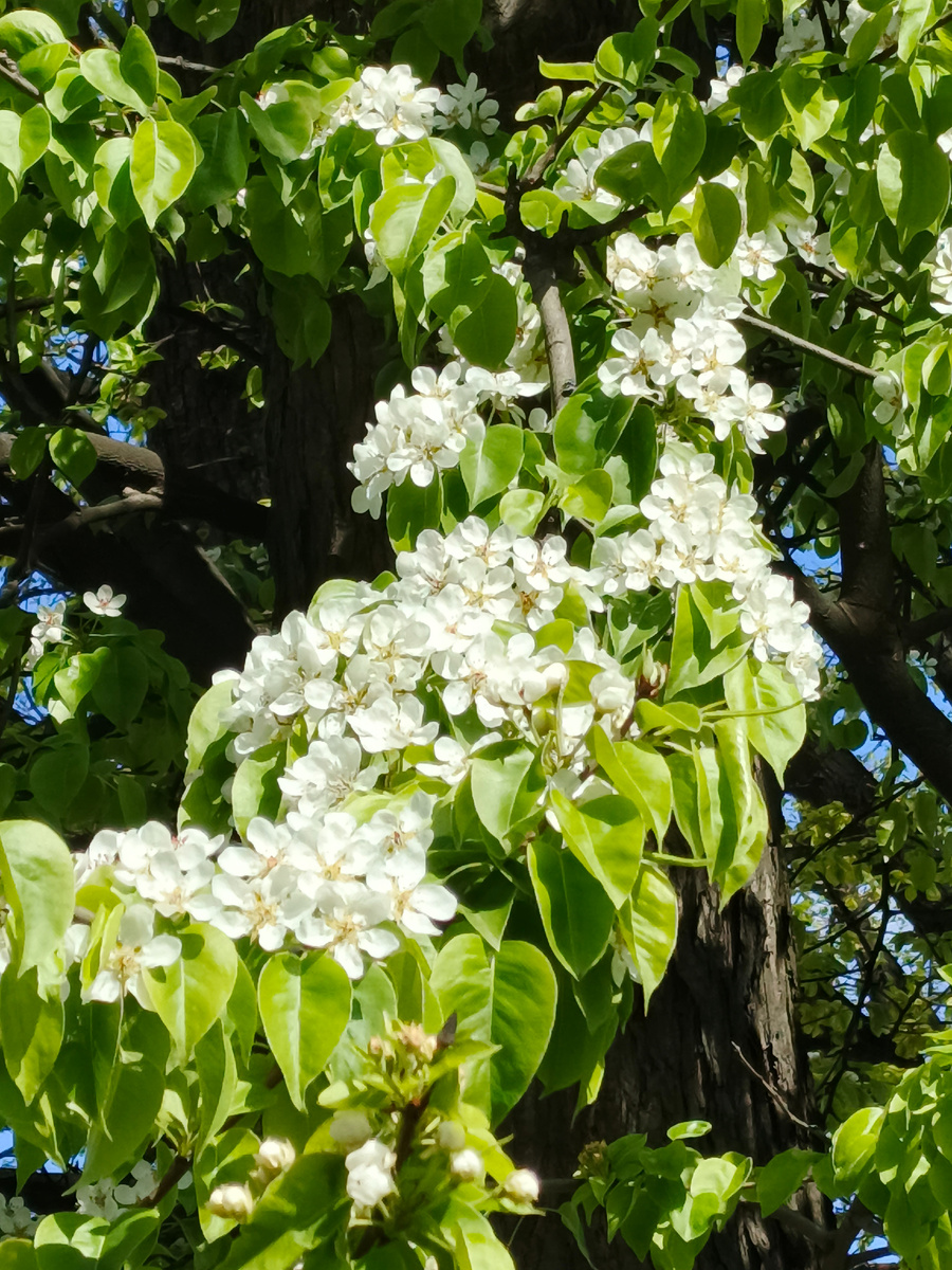 Фото автора. Яблоня.