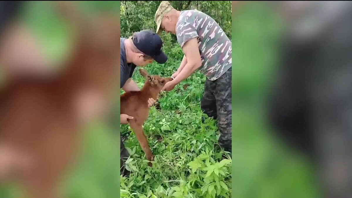    Белка в роддоме и лосенок-сирота: жители Башкортостана поделились историями о материнской заботе