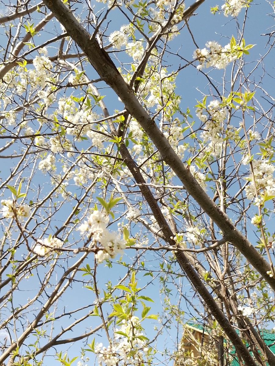 Слива, 17 мая