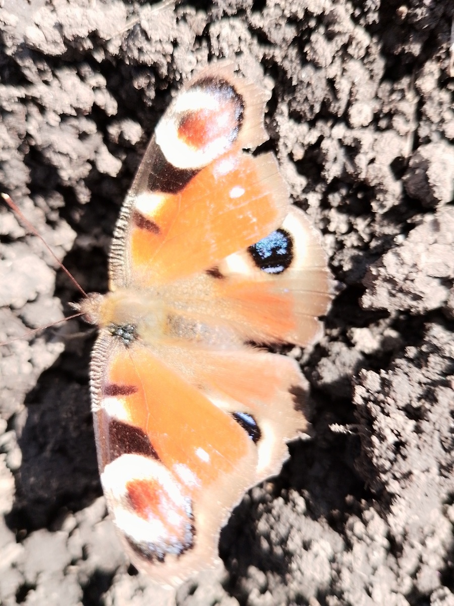 Павлиний глаз