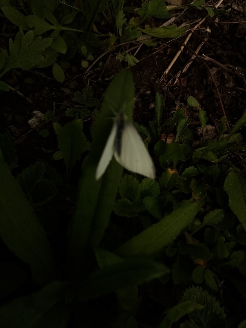 Бабочка белянка почему-то как в темноте получилась