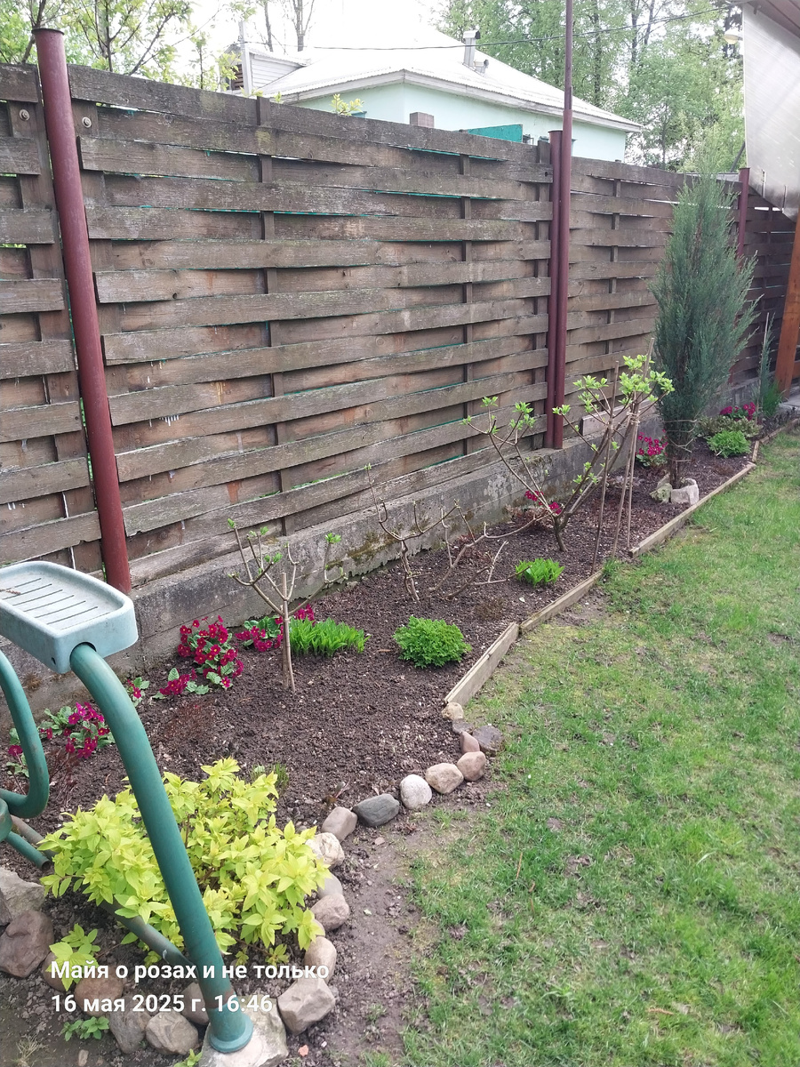 1.Вездесущая сныть легко делает подкоп и прётся без приглашения сквозь бетонный фундамент 