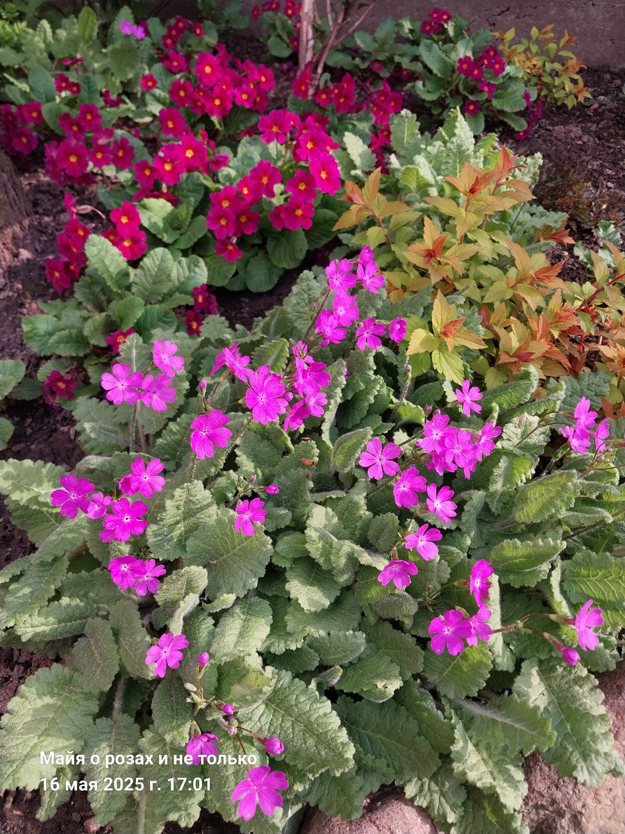 2. Примулы и спирея