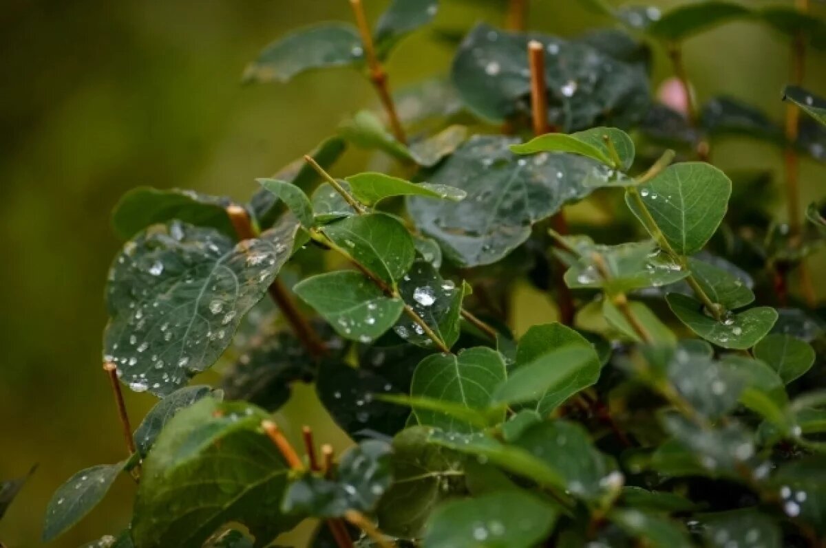    Гроза и ветер ожидаются в Тульской области 17 мая