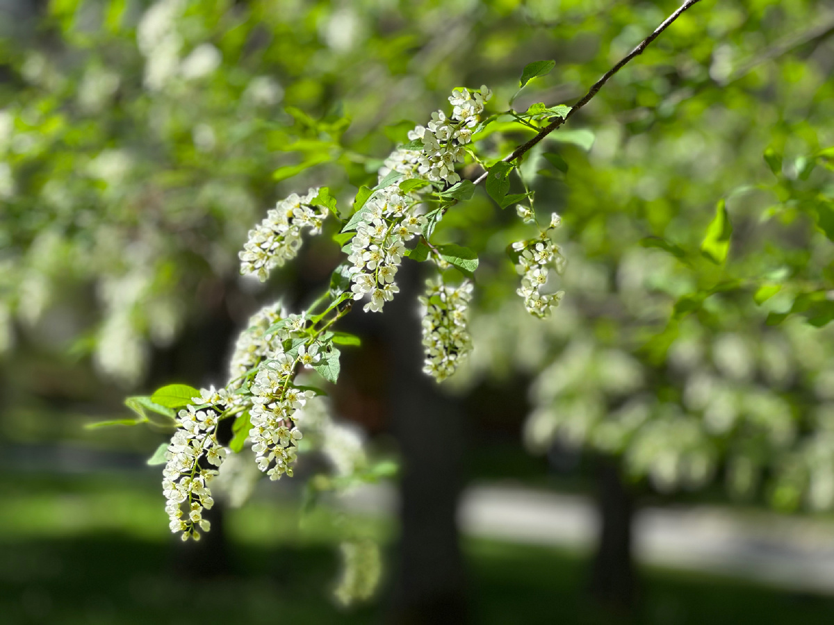 Черемухой весна так сладко дразнится 