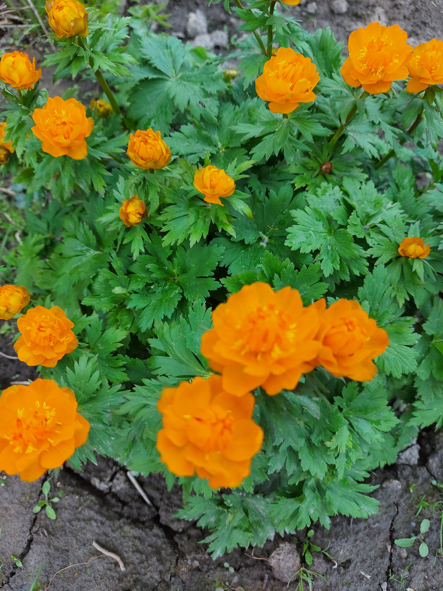 Радуют жарки