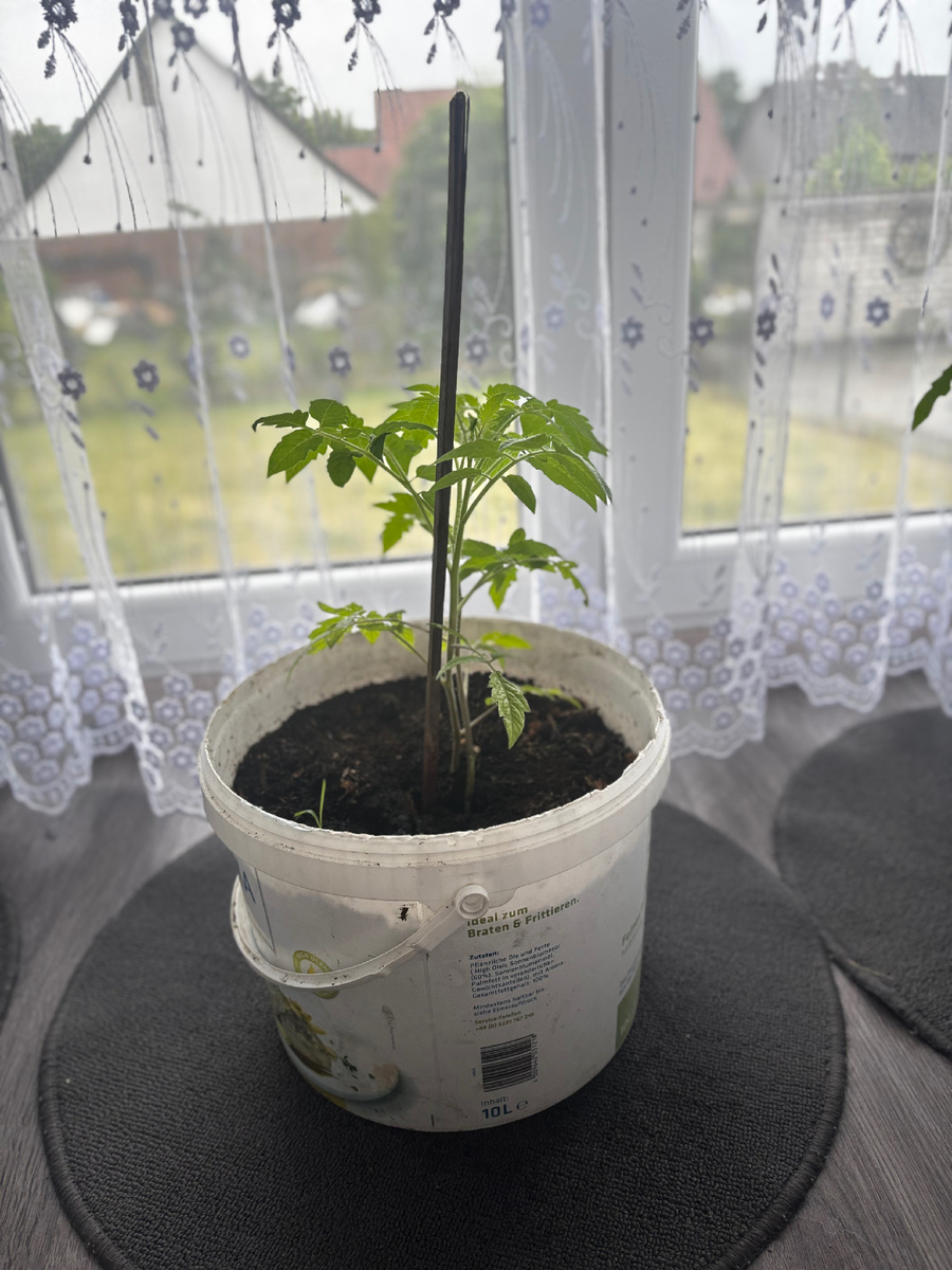 Наш одинокий томат. 