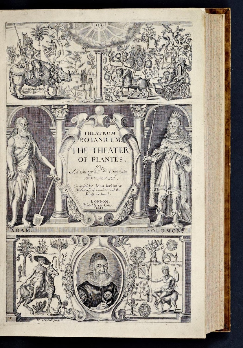 «Theatrum botanicum», Джон Паркинсон, 1640 г. Фото: https://archive.org/