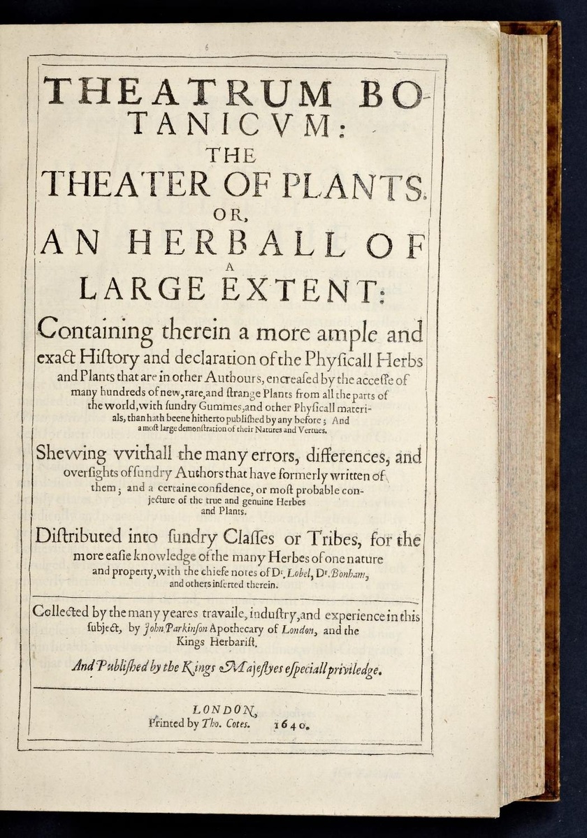 «Theatrum botanicum», Джон Паркинсон, 1640 г. Фото: https://archive.org/